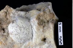 Foto (Detailansicht) von Decapoda indet. (NHMW-GEO-1990-0041-0151)